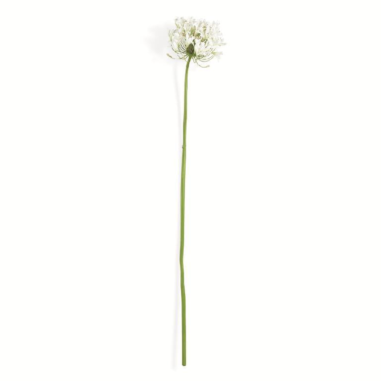 White Agapanthus Stem