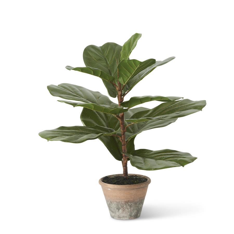 Fiddle Leaf Fig Tree in Distressed Clay Pot