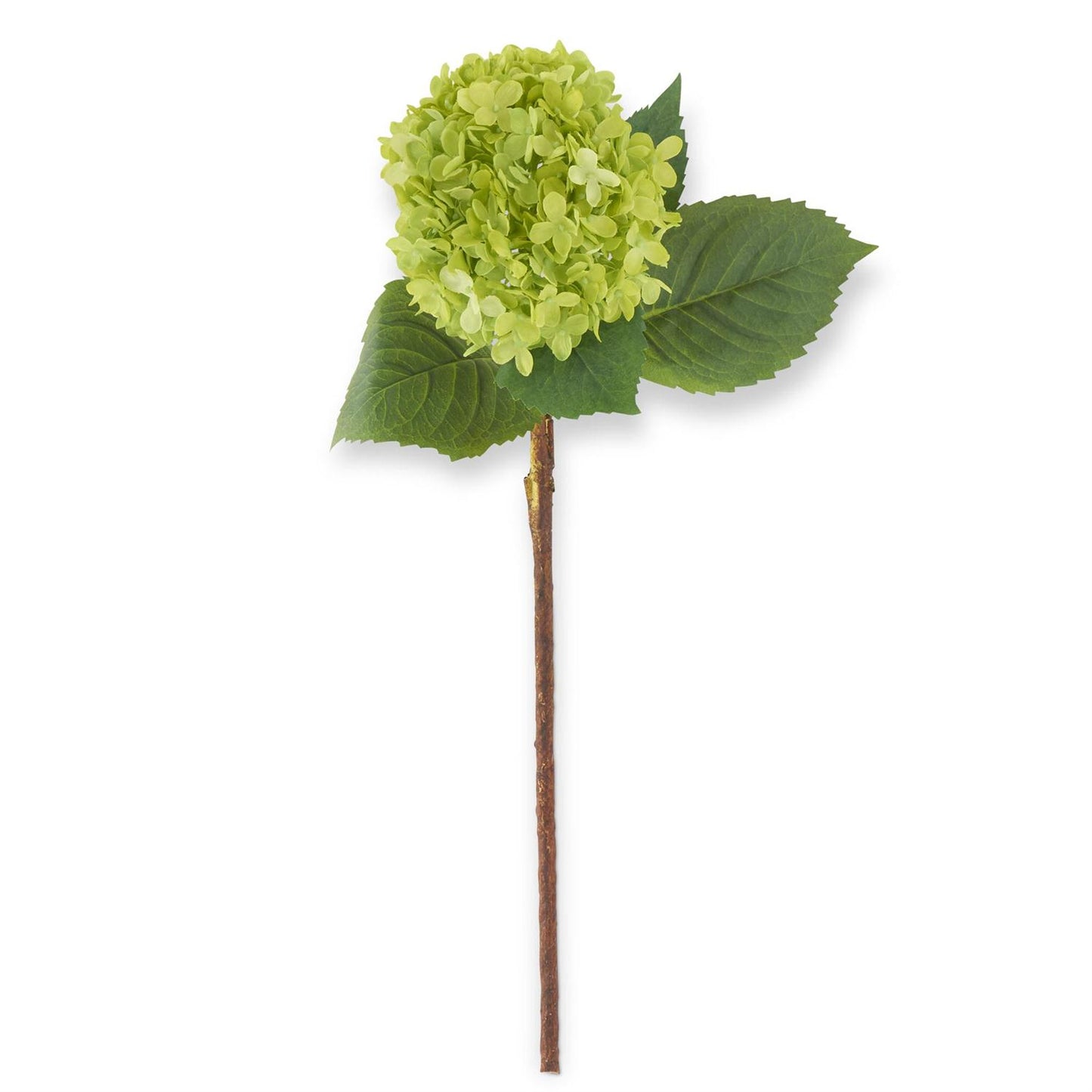 Green Hydrangea Stem