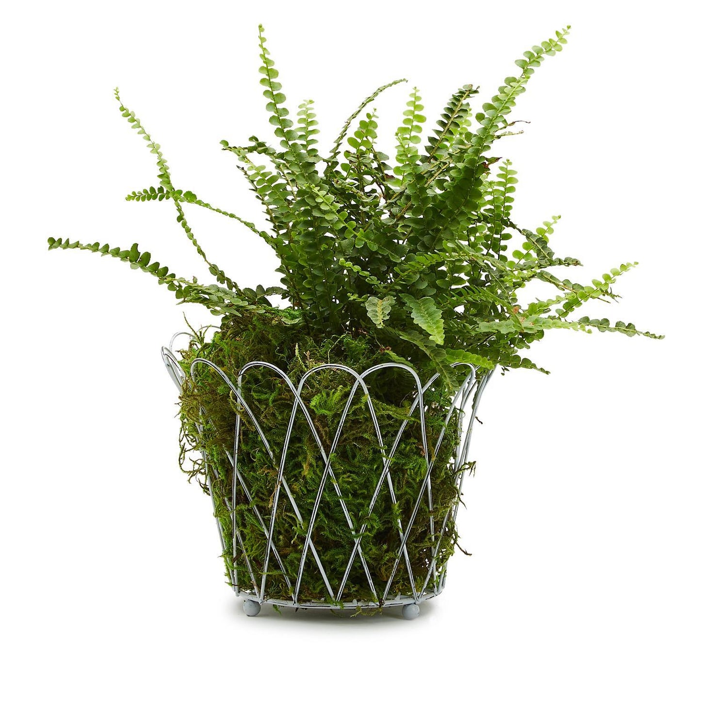 Small French Wire Basket