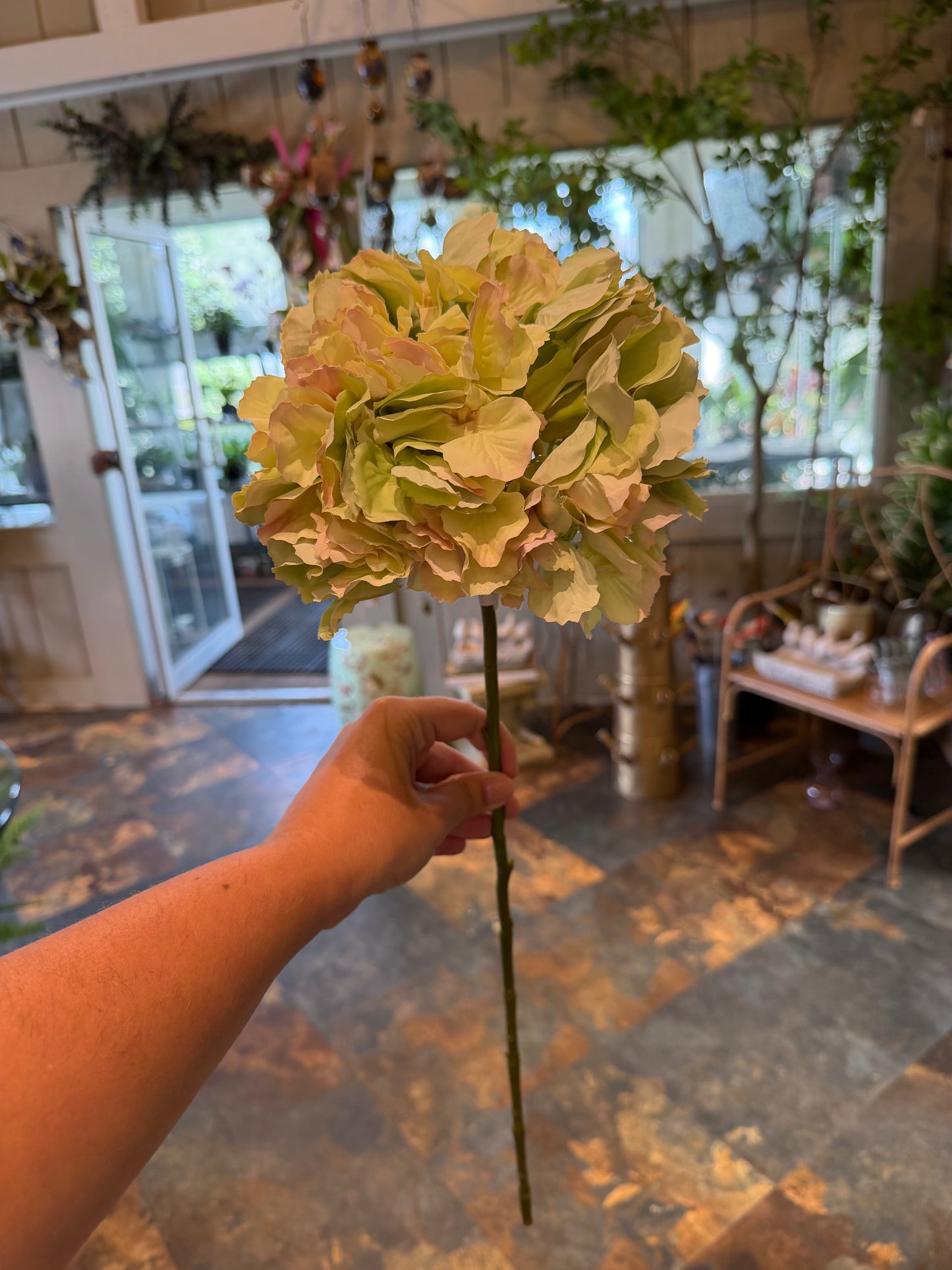 Green Blush Hydrangea Stem