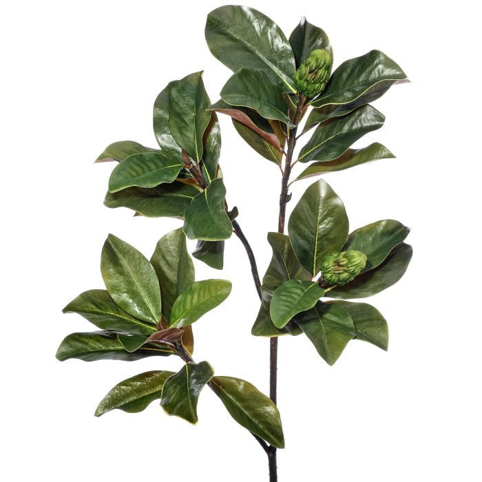 Grand Magnolia Leaf Branch with Pods