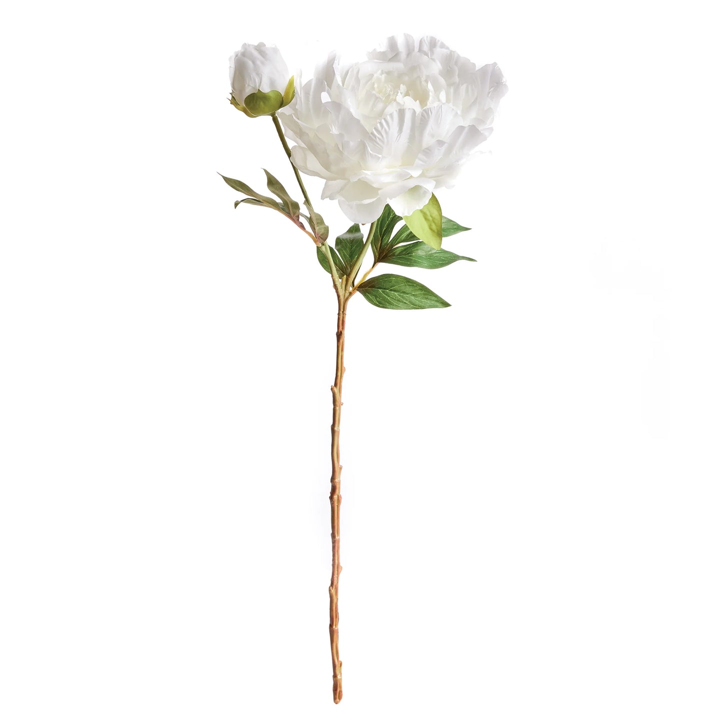 Peony Stem- White