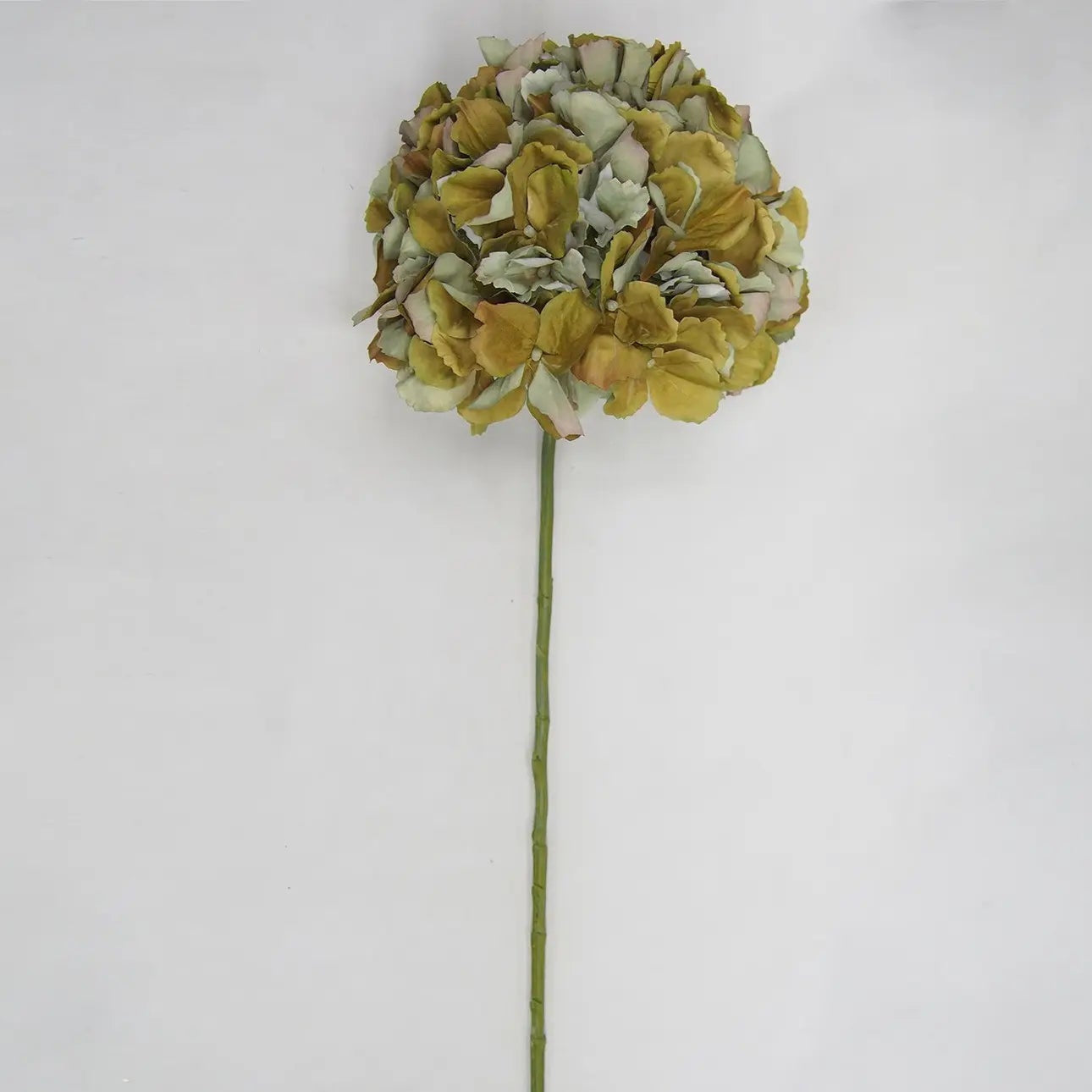Hydrangea Stem- Late Season Green