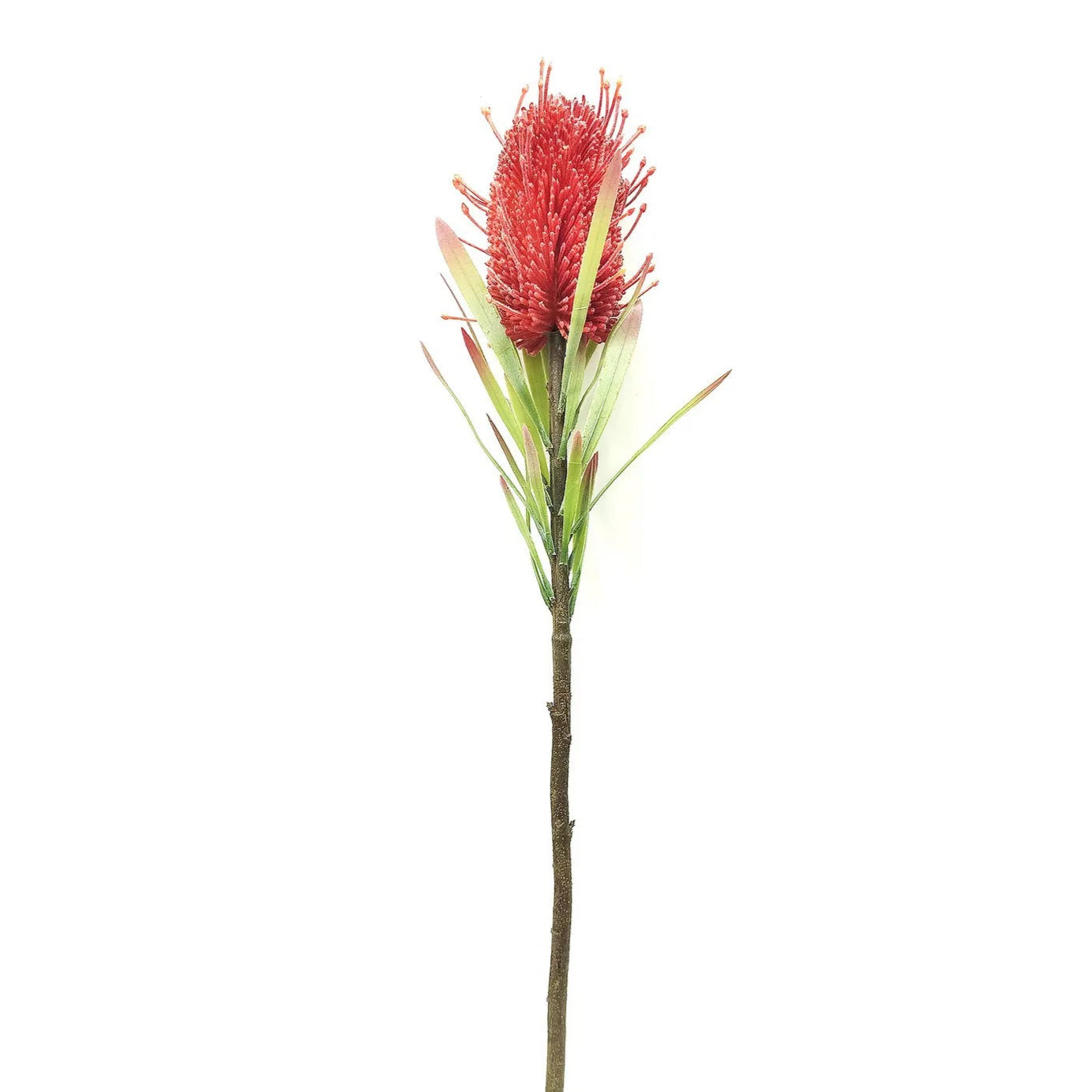 Rust Banksia Protea