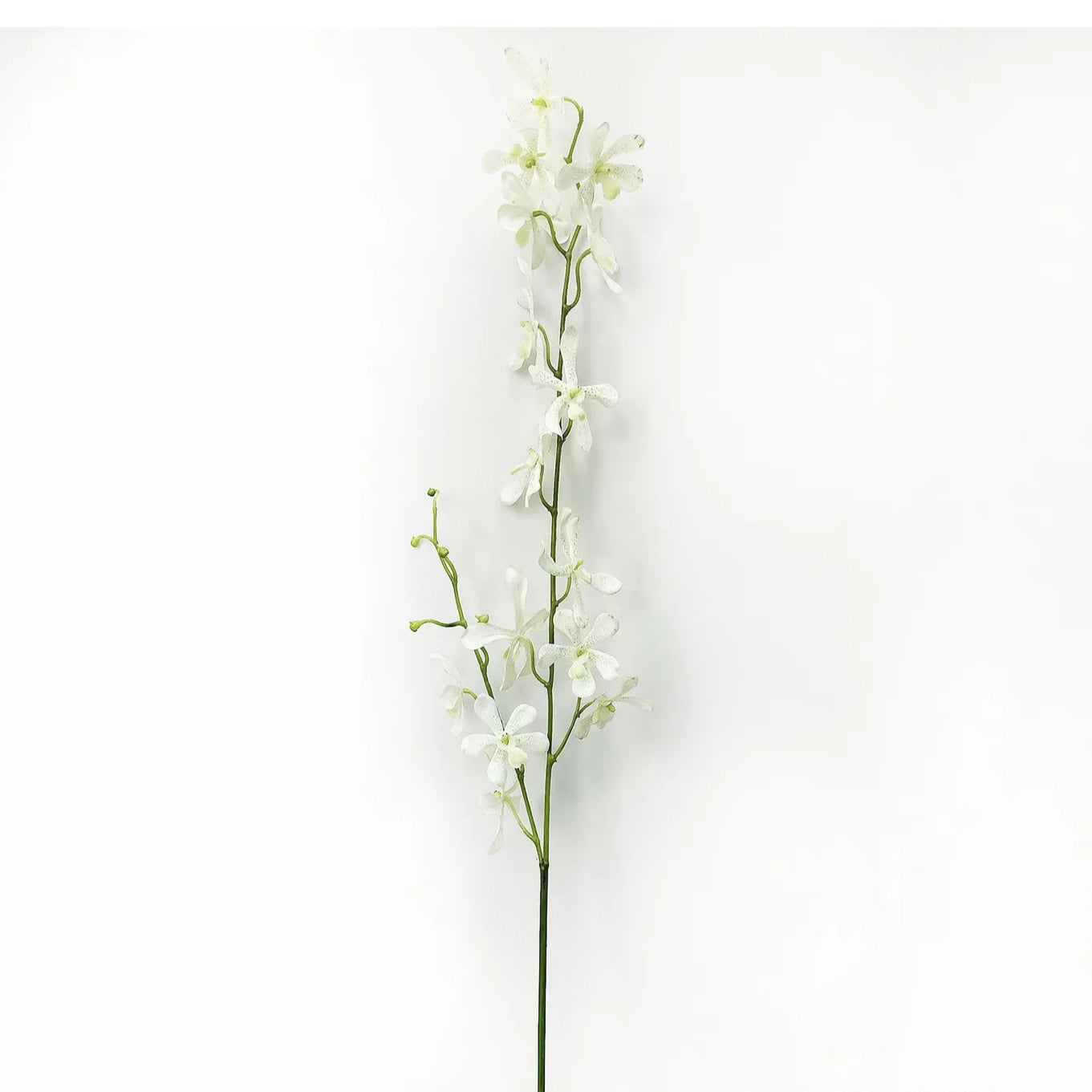 Giant White Orchid Spray