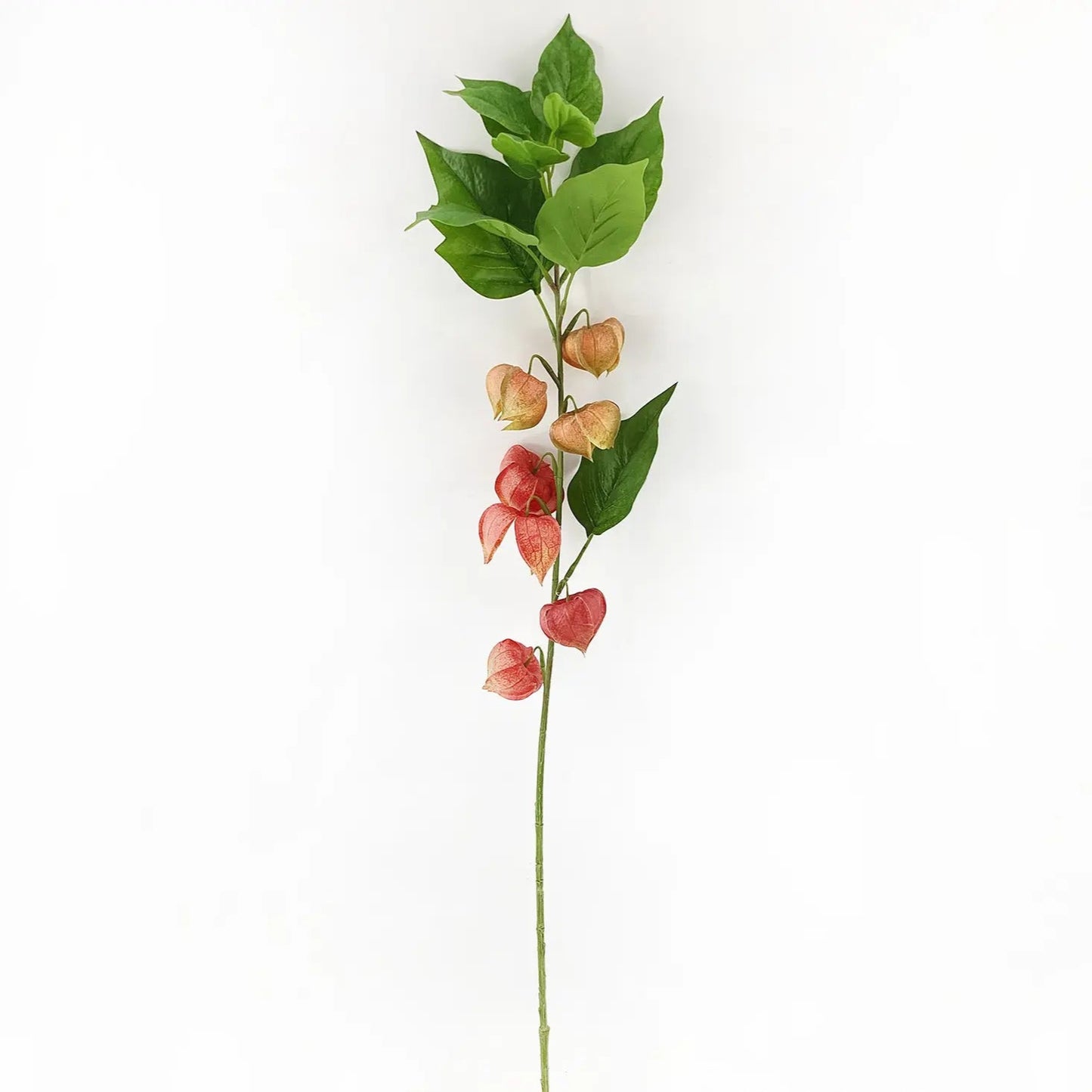 Red Chinese Lantern Stem