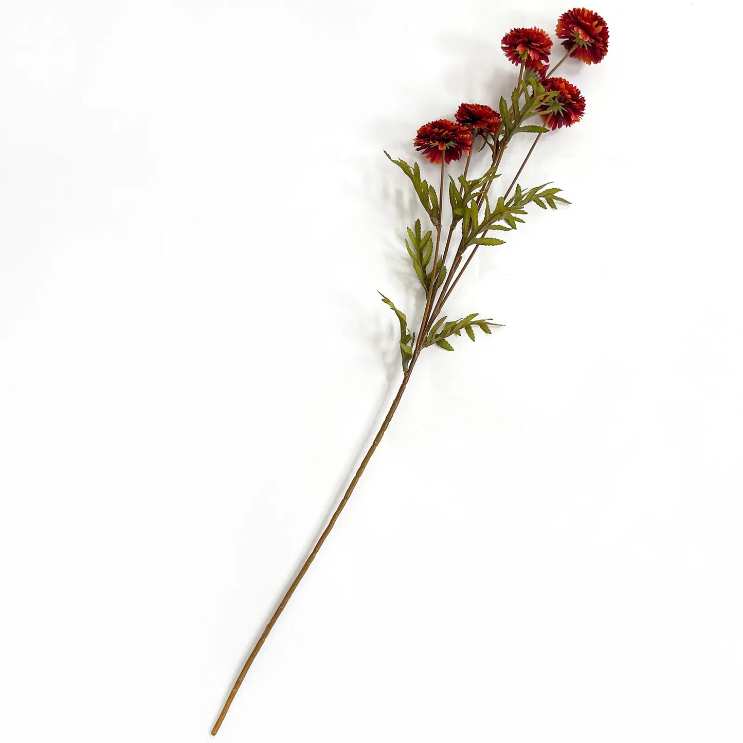 Aster- Rust