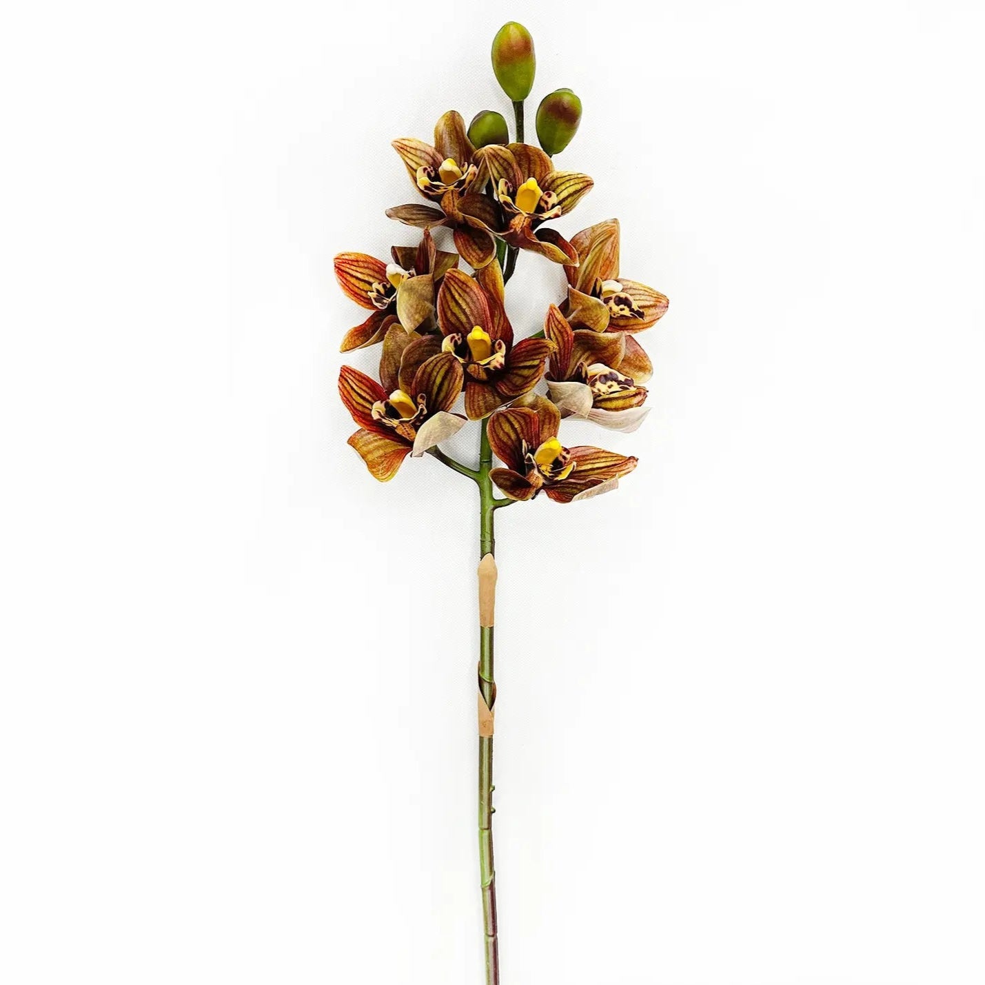 Cymbidium Orchid Tiger Eye