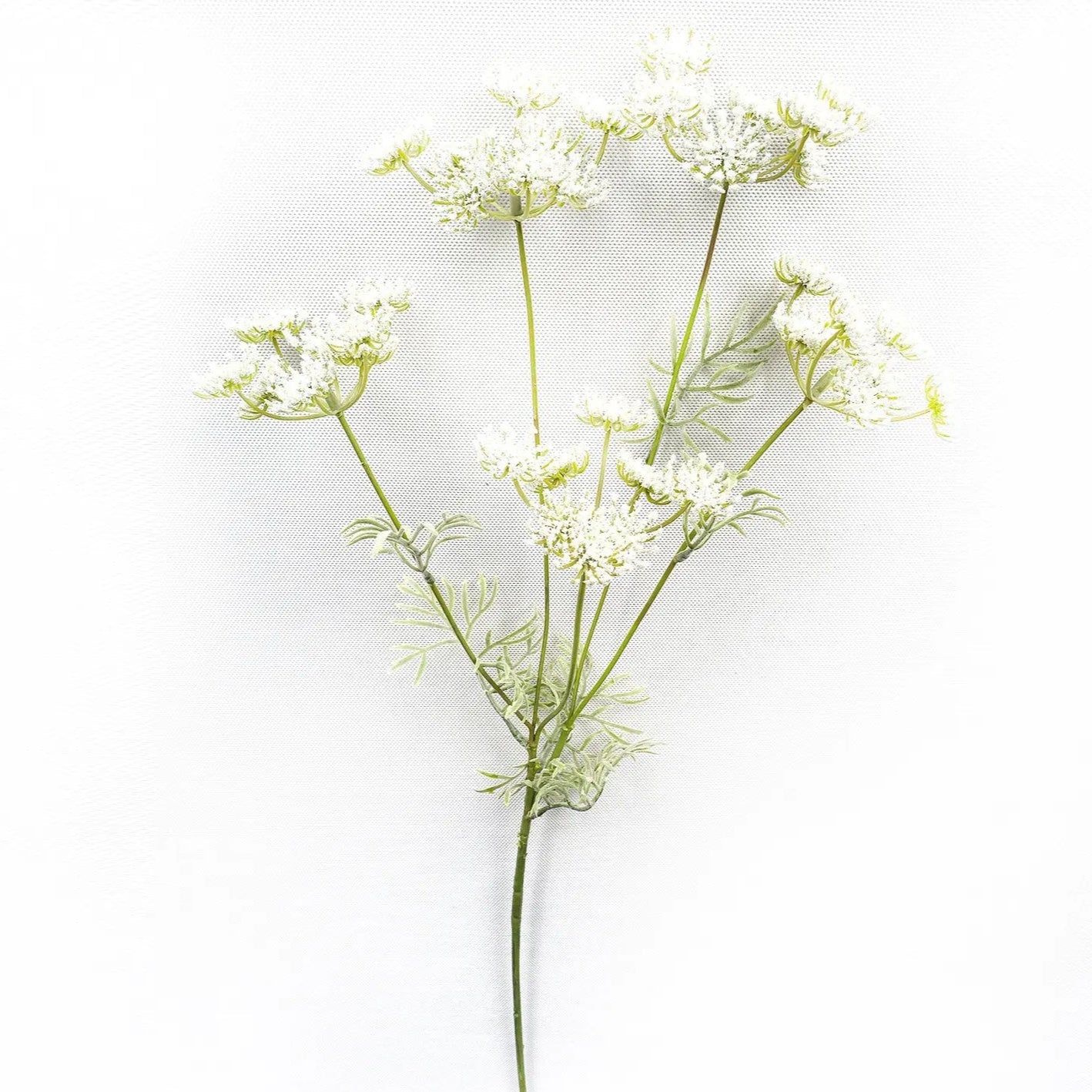 Queen Annes Lace White