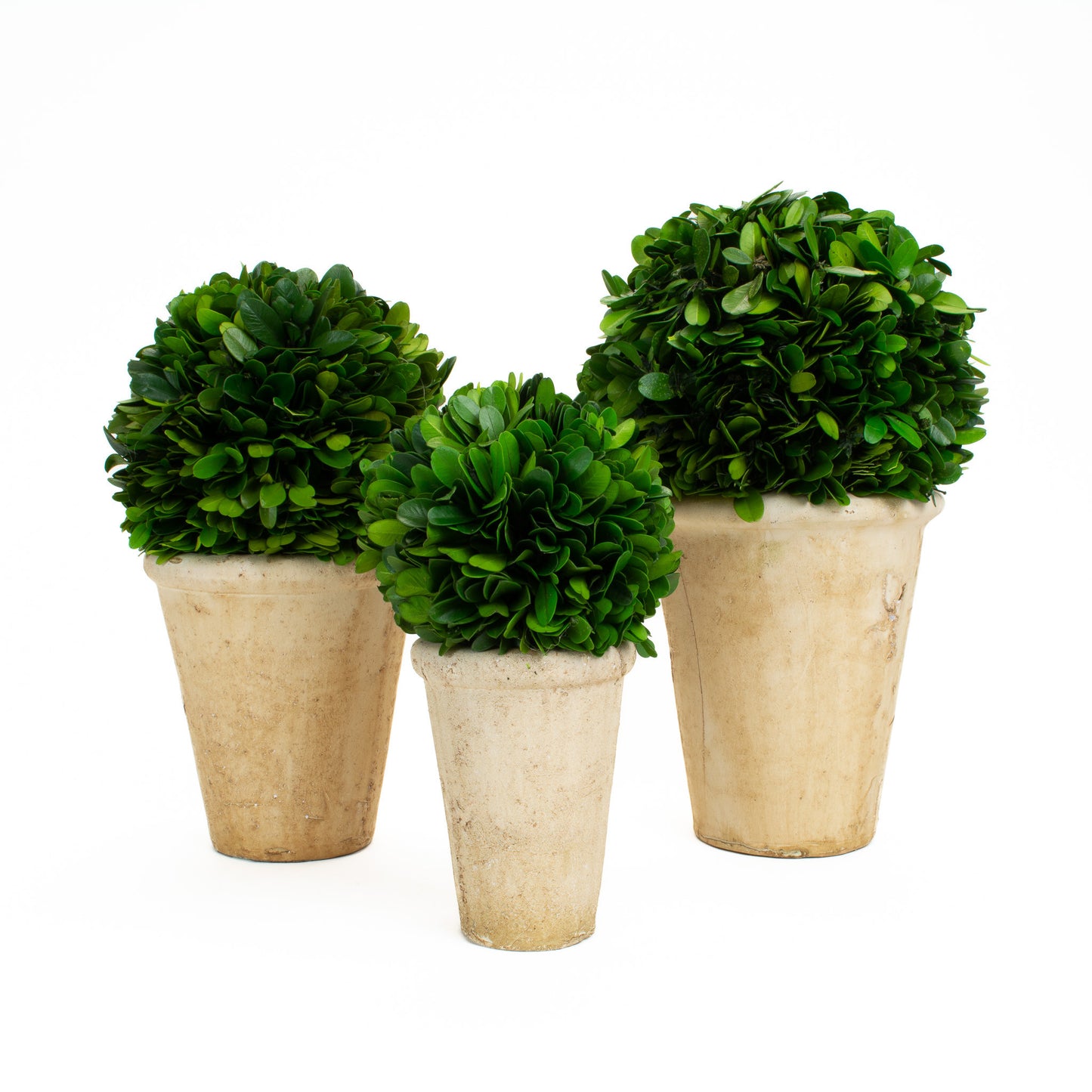 Preserved Boxwood Balls in Pot