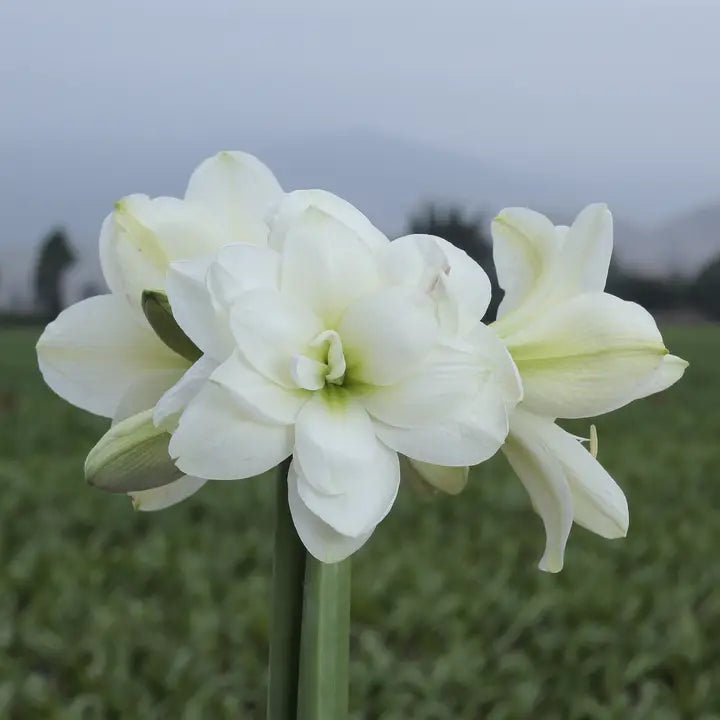 White Amaryllis Bulb with Copper Lacquer Base