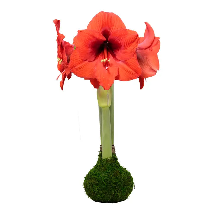 Amaryllis Bulb with Moss Base