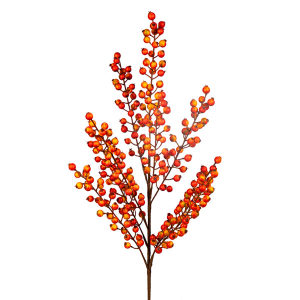 Orange Berry Bush
