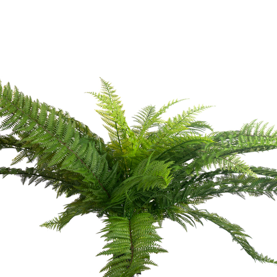 XL Fern