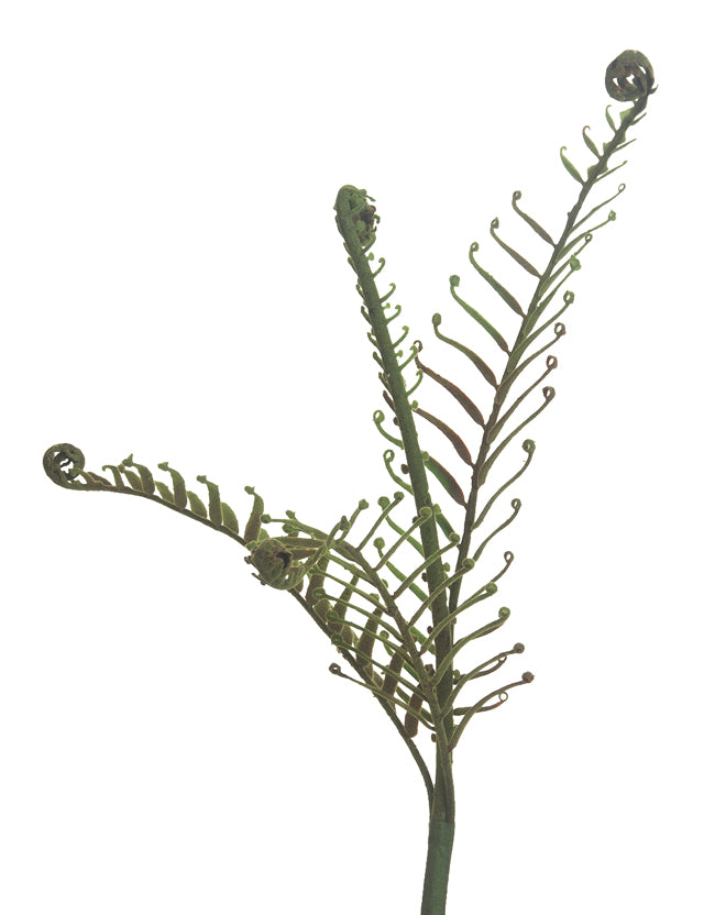 Large Boston Fern Stem
