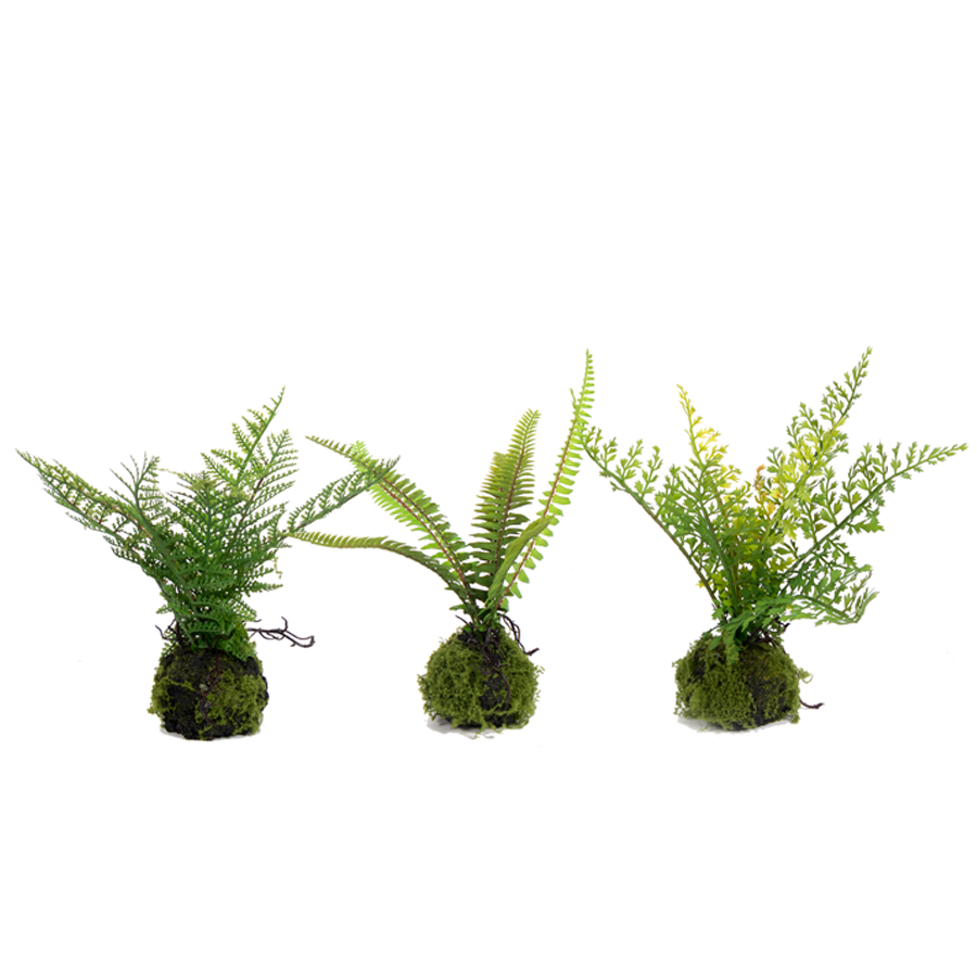 Assorted Small Fern in Moss