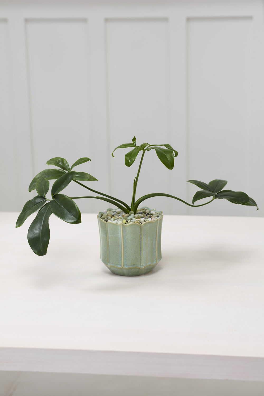 Everleaf Pot