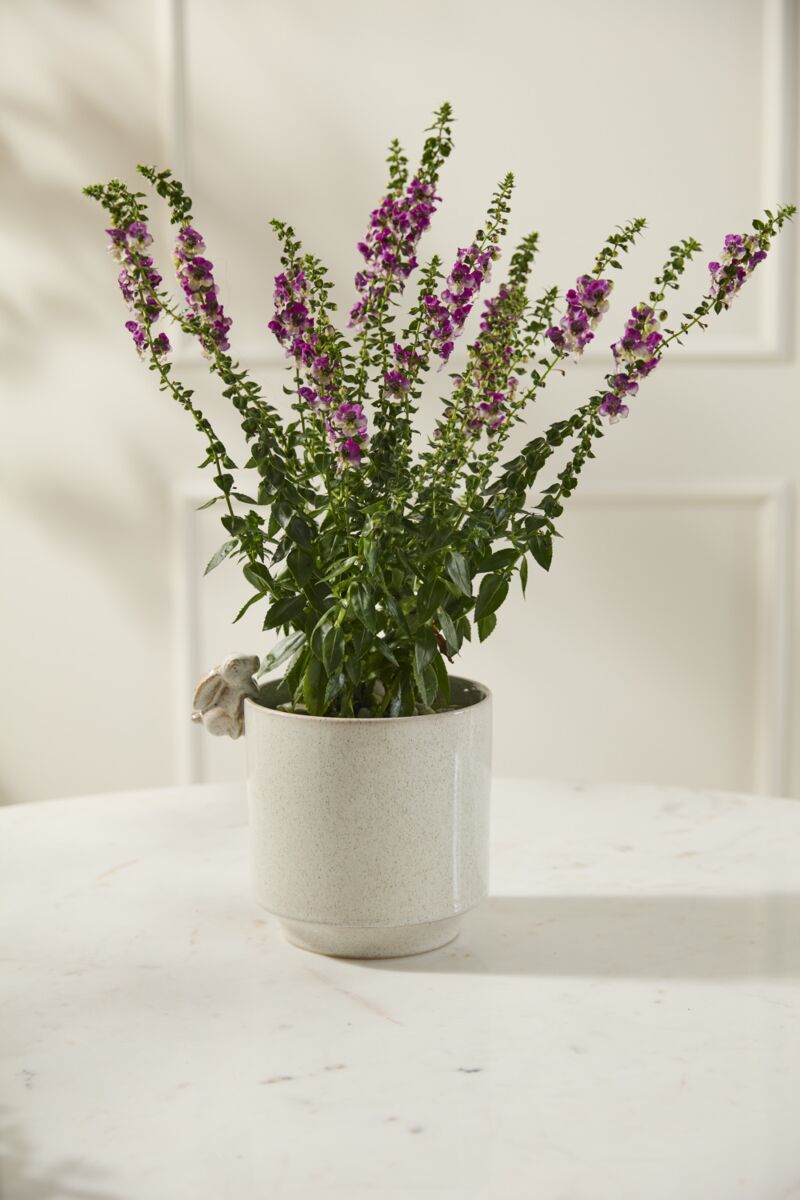 Sneaky Bunny Pot