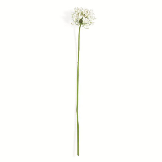 White Agapanthus Stem