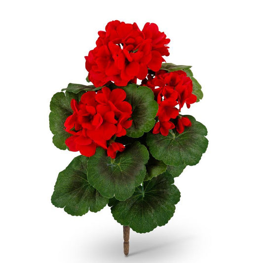 Geranium Bush
