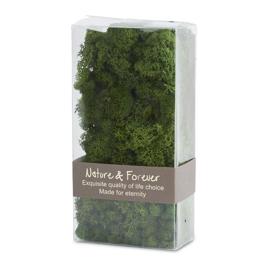 Box of Reindeer Moss