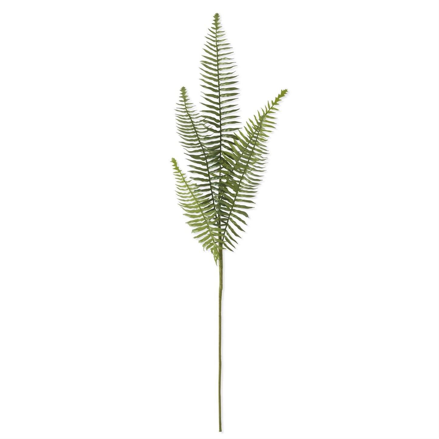 Fern Stem