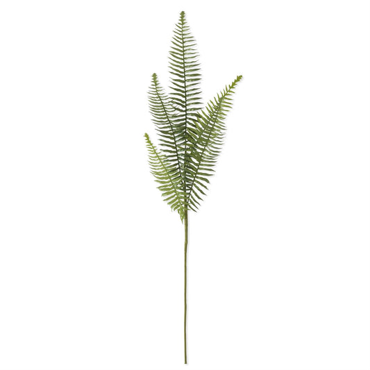 Fern Stem