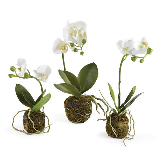 Phalaenopsis Orchid Drop-In