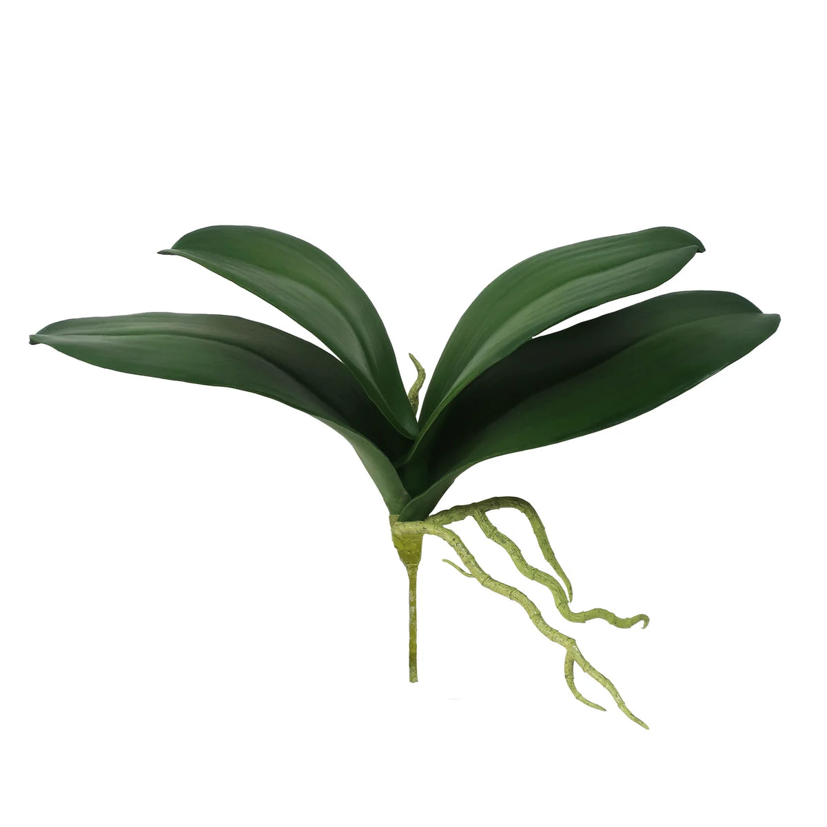 Phalaenopsis Orchid Leaf 10"