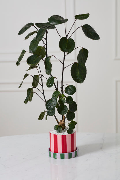 Joyelle Pot with Saucer