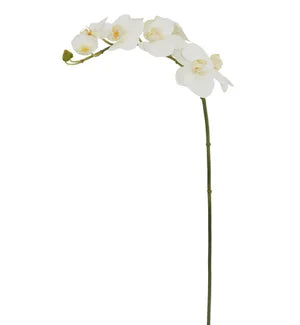 Orchid Phalaenopsis 31"
