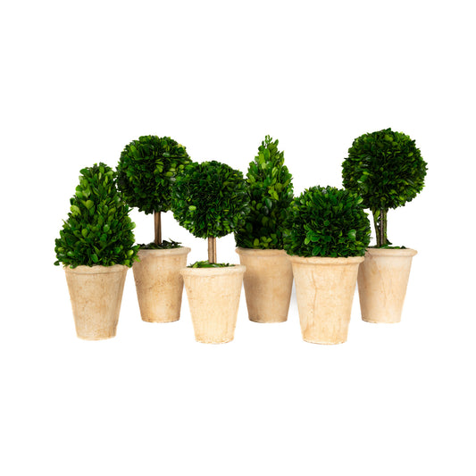 Boxwood Topiary Assortment