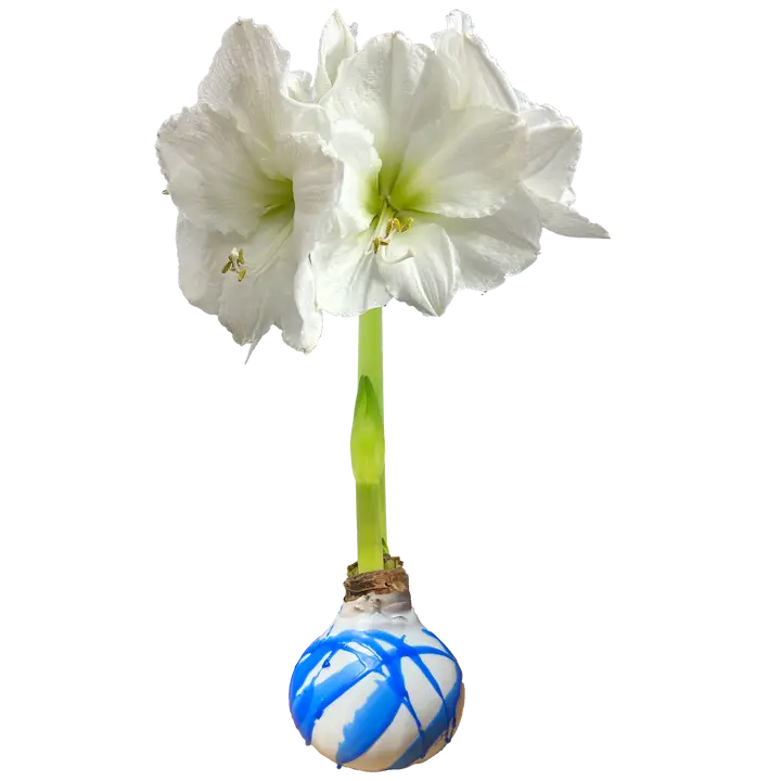 White Amaryllis Bulb with Celestial Blue Base