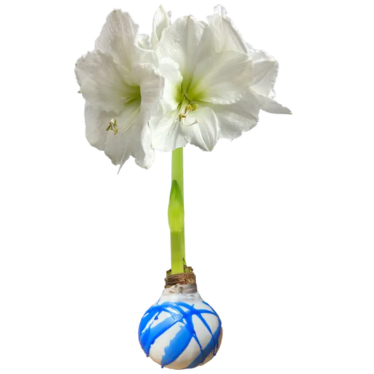 White Amaryllis Bulb with Celestial Blue Base
