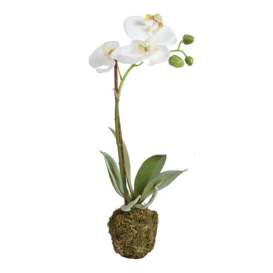 15" Phalaenopsis Drop-In