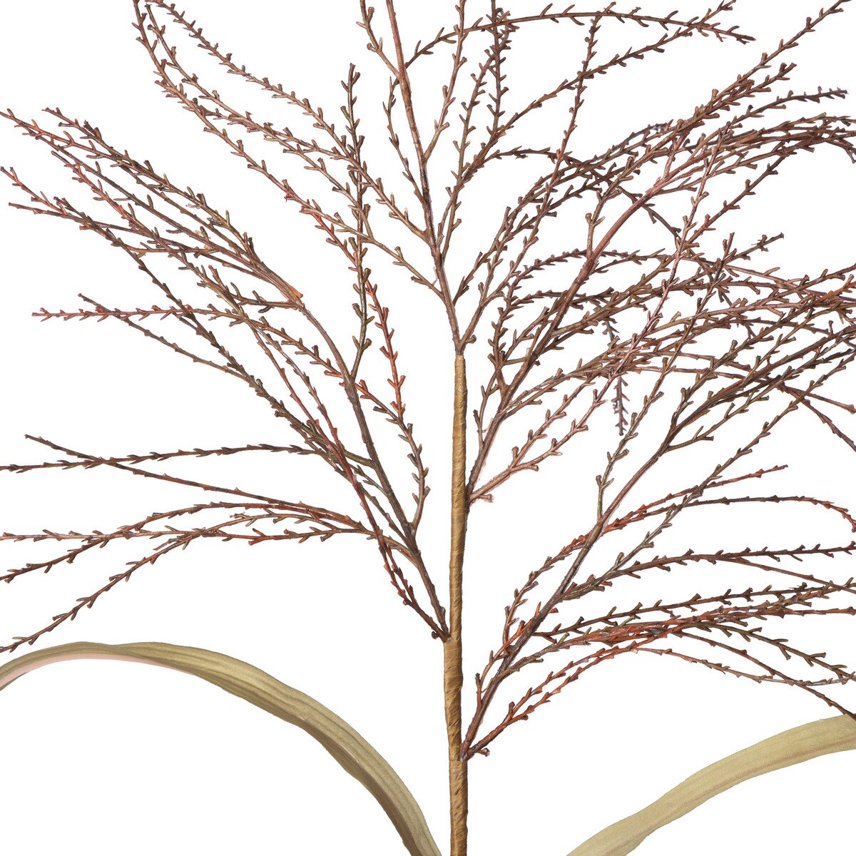 Fall Wild Millet Grass