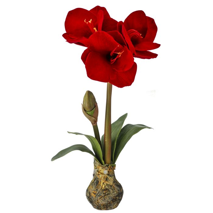 Red Amarylis Stem with Bulb