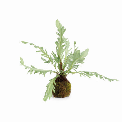 Birds Nest Fern Drop In