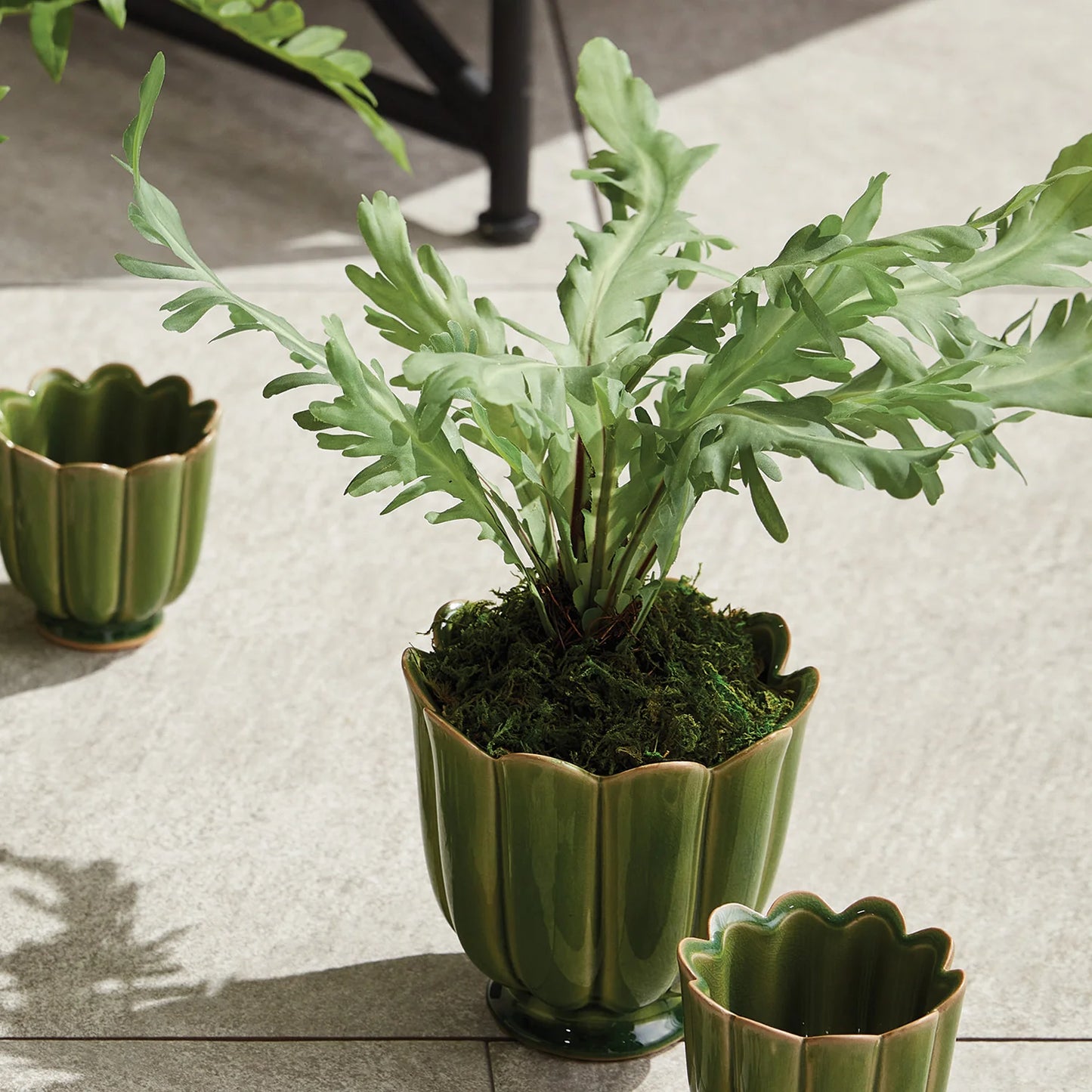 Birds Nest Fern Drop In