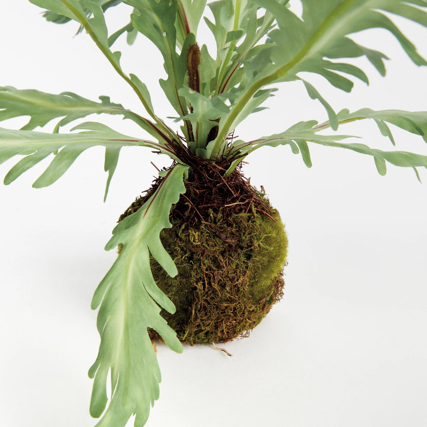 Birds Nest Fern Drop In
