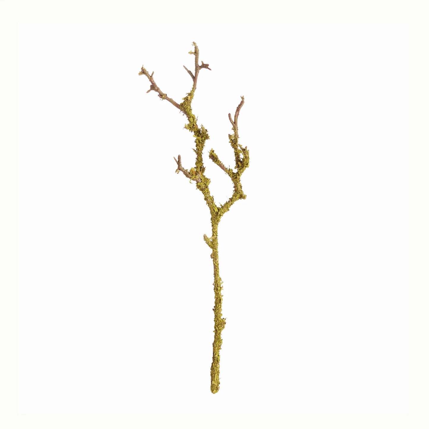 Lichen Branch