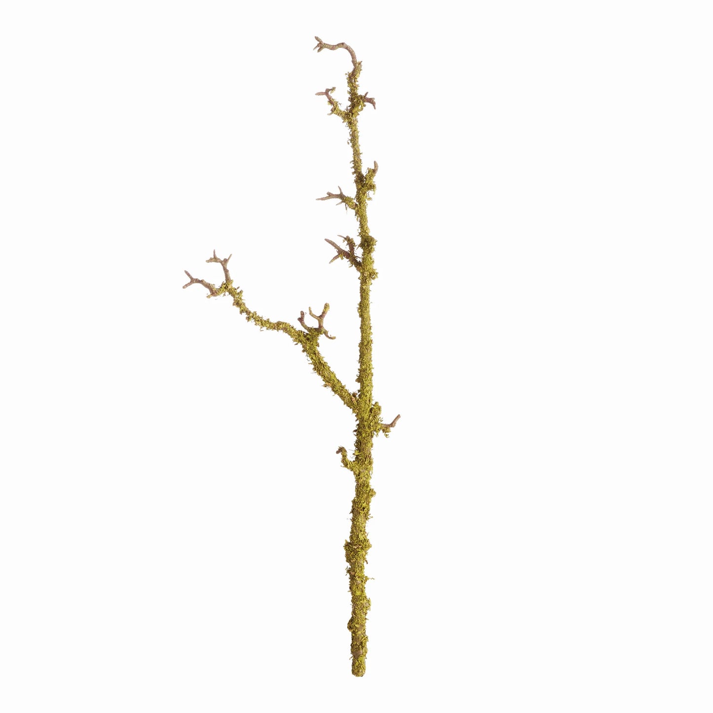 Lichen Branch