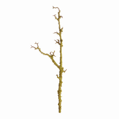 Lichen Branch