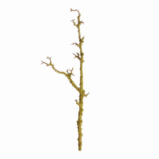 Lichen Branch