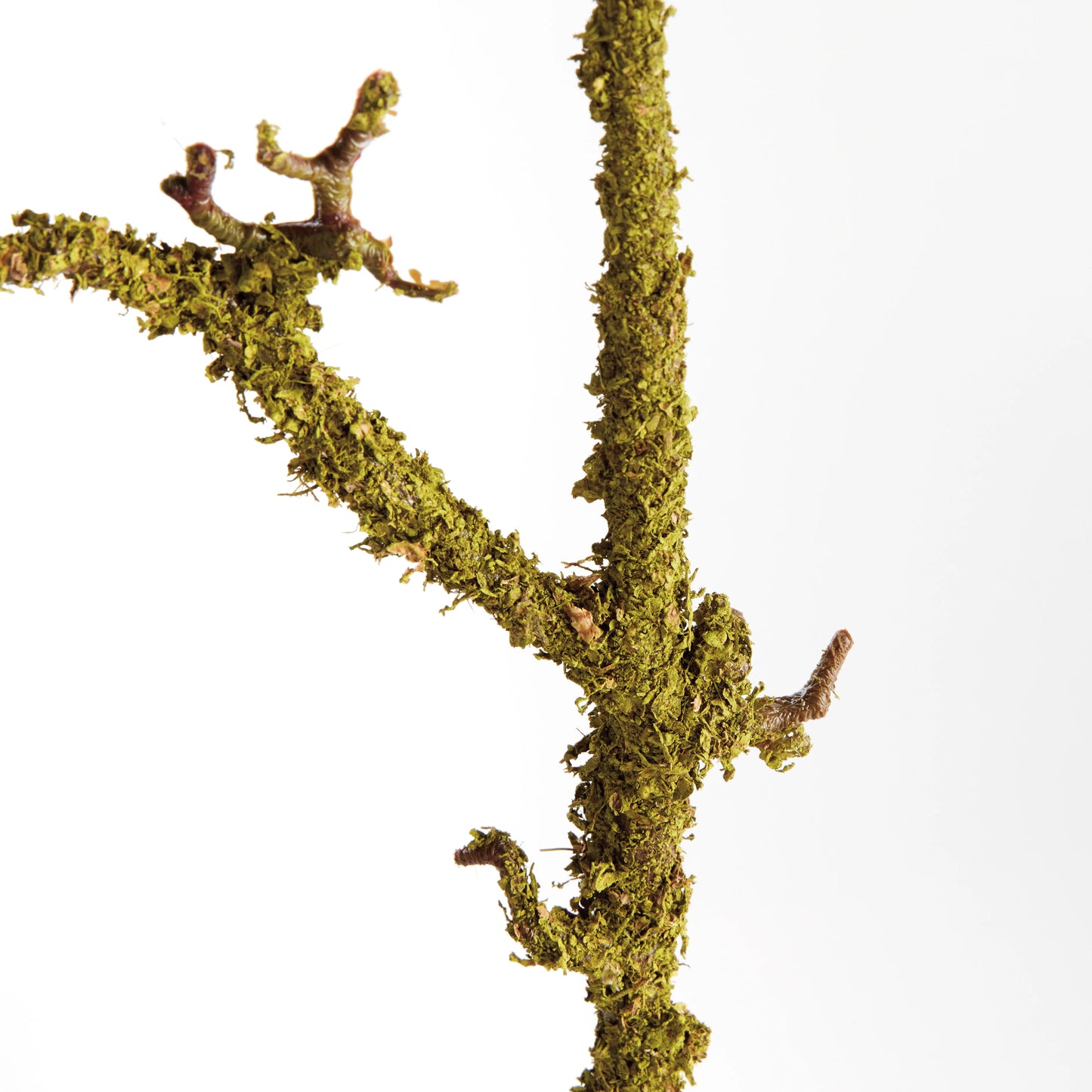 Lichen Branch