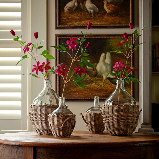 Magenta Clematis