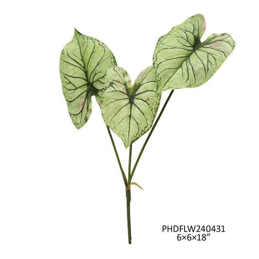 Light Green Caladium