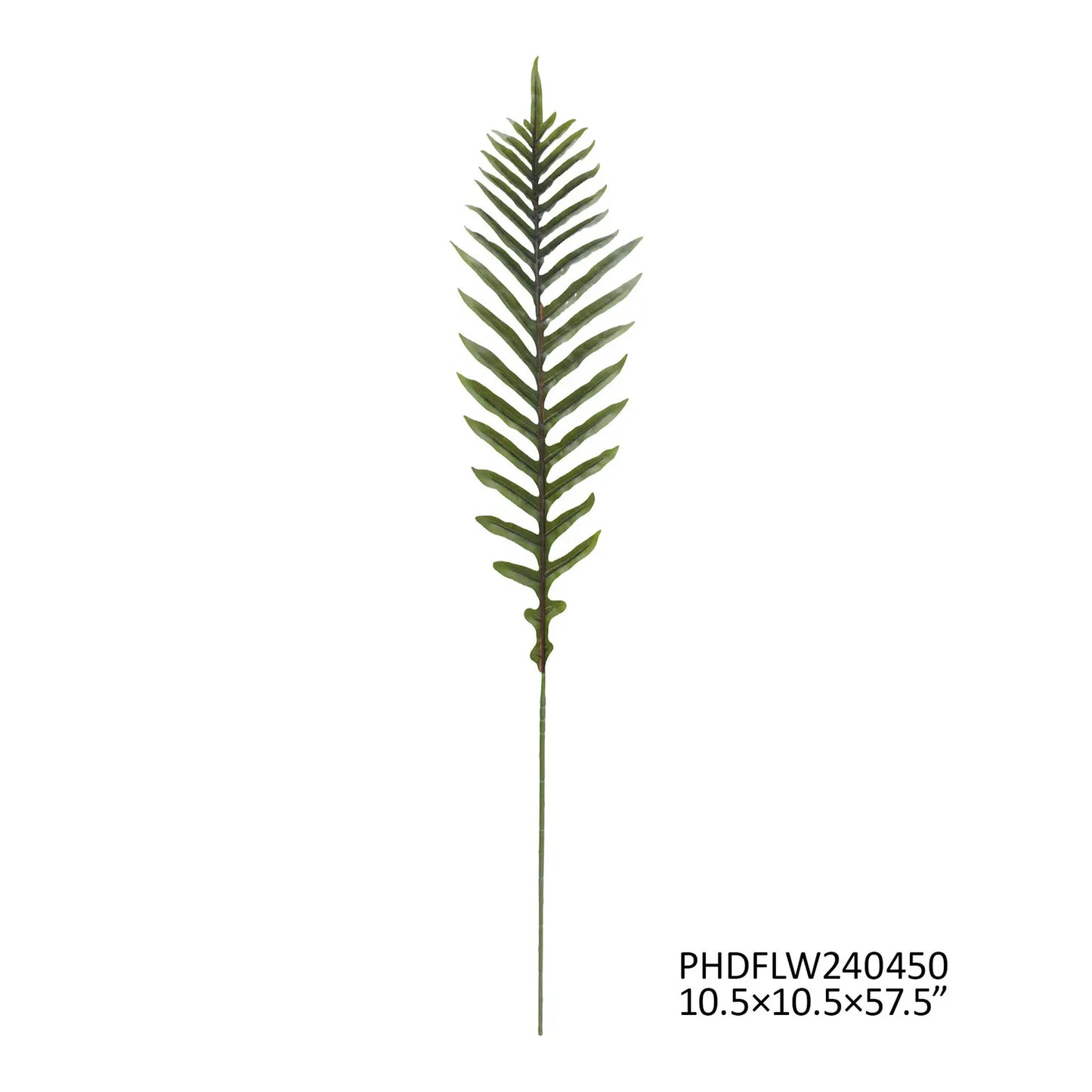 Dark Green Ostrich Fern