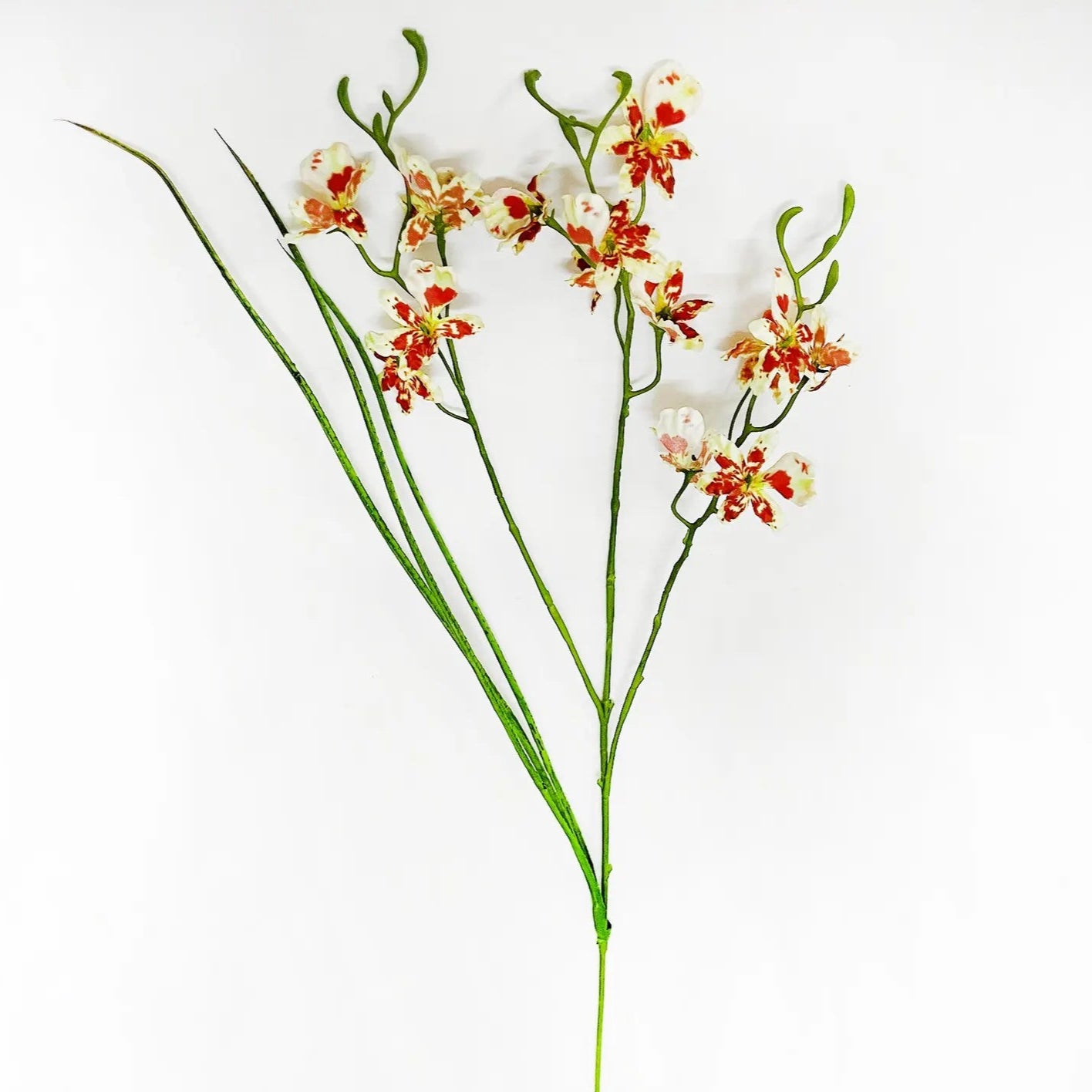 Speckled Wild Orchid